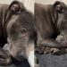 Dog Tightly Holds Her Tiny Newborn Babies Like She’s Afraid To Let Go