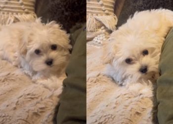 ‘Talking’ Puppy Invites Owner To Play Hide & Seek
