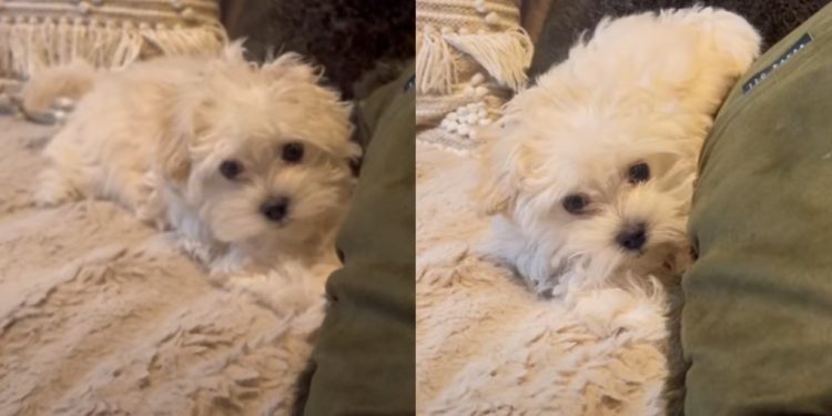 ‘Talking’ Puppy Invites Owner To Play Hide & Seek