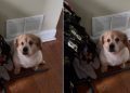 Dog Who Moved Every Year Looks Devastated When Family Starts Clearing Out Room