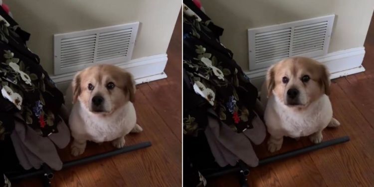 Dog Who Moved Every Year Looks Devastated When Family Starts Clearing Out Room