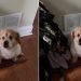 Dog Who Moved Every Year Looks Devastated When Family Starts Clearing Out Room