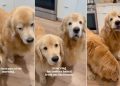 Golden Retrievers Chomping ‘Ice Cookies’ Brightens Mom’s Day