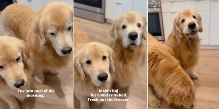 Golden Retrievers Chomping ‘Ice Cookies’ Brightens Mom’s Day