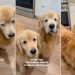 Golden Retrievers Chomping ‘Ice Cookies’ Brightens Mom’s Day