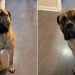Dog Realizes It’s Walk Time & Can’t Hide Happiness Anymore