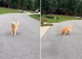 Blind Golden Retriever Doesn’t Give up His Love for Chasing Tennis Balls