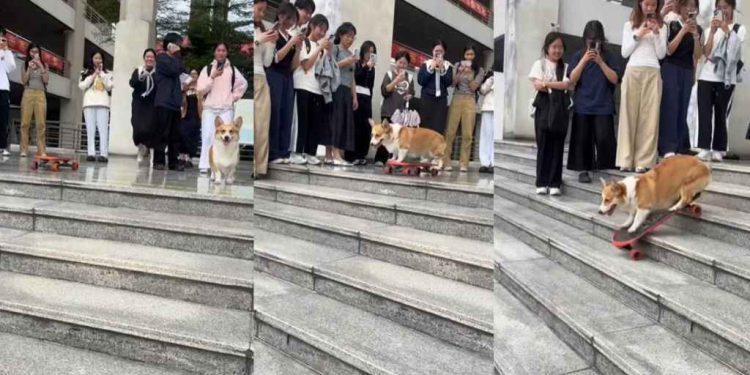 Corgi Waits for All Fans Before Showing off Skating Skill