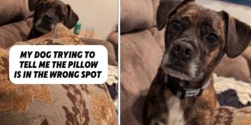 Dog Makes Sure Owner Knows Pillow Is in Wrong Spot