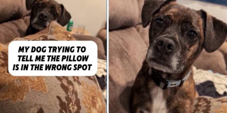 Dog Makes Sure Owner Knows Pillow Is in Wrong Spot
