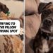 Dog Makes Sure Owner Knows Pillow Is in Wrong Spot