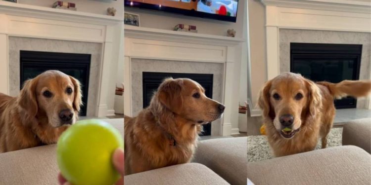 Golden Retriever turns fetch into a super laid-back activity