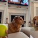Golden Retriever turns fetch into a super laid-back activity
