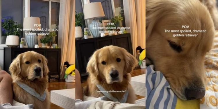 ‘Expressive’ Golden Retriever Turns to Mom for Sweet Snuggles