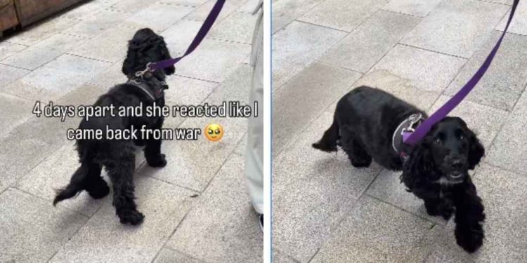 Dog Shows Just How Much She Missed Owner After 4 Days Apart