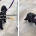 Dog Shows Just How Much She Missed Owner After 4 Days Apart