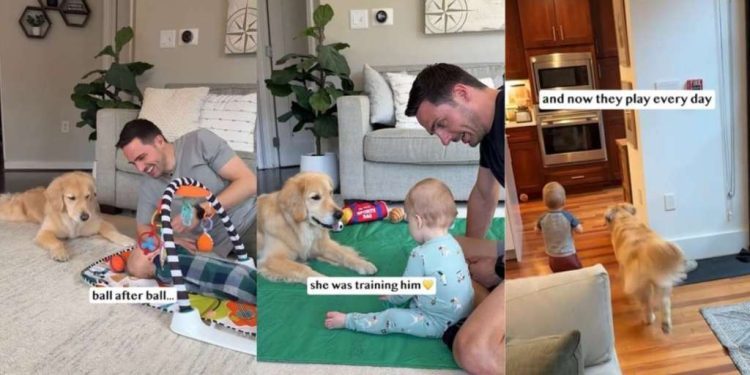 Golden Retriever Keeps Bringing Ball to Baby Until It Finally Works Years Later