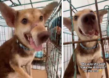 Rescue Dog Offers Hand Like She Wants To Be Taken Home, So Mom Makes It Happen