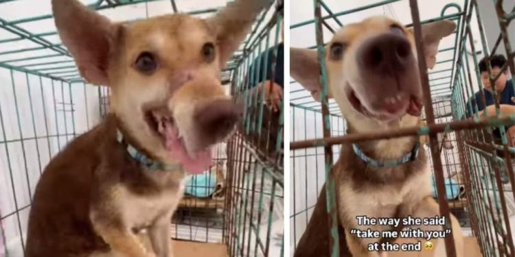 Rescue Dog Offers Hand Like She Wants To Be Taken Home, So Mom Makes It Happen