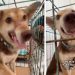 Rescue Dog Offers Hand Like She Wants To Be Taken Home, So Mom Makes It Happen