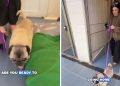 Senior Rescue Dog Gets Sweetest & Unexpected Name After Adoption