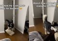 Husky Never Fails To Bring His Blankie & Pillow for Bedtime