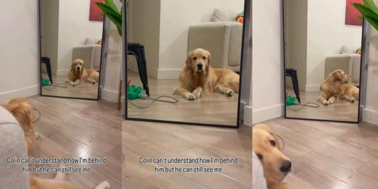 Dog Doesn’t Get How He Can See Owner in Mirror When She’s Behind