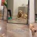Dog Doesn’t Get How He Can See Owner in Mirror When She’s Behind