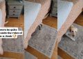 Dog Makes Noise With Tail While Playing Hide & Seek
