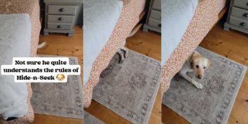 Dog Makes Noise With Tail While Playing Hide & Seek