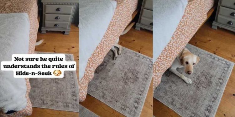 Dog Makes Noise With Tail While Playing Hide & Seek