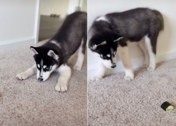 Husky Puppy Fighting a Piece of Cucumber Wins Hearts