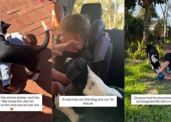 Rescue Dog Chose Little Boy on Day 1, Still Sneaks Into His Bed for Cuddles