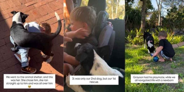 Rescue Dog Chose Little Boy on Day 1, Still Sneaks Into His Bed for Cuddles