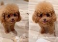 Tiny Dog Being Super ‘Sassy’ While Asking Mom To Play