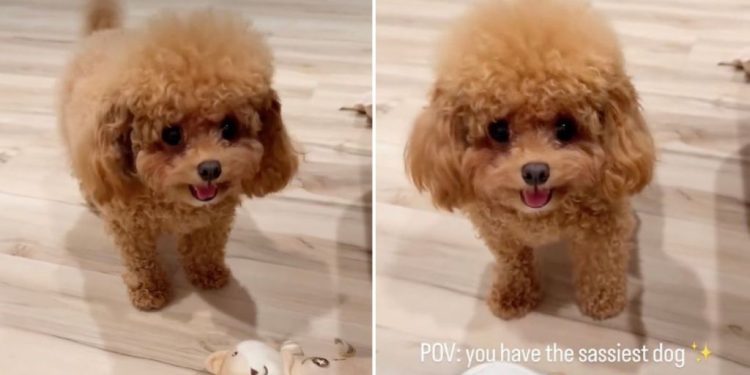 Tiny Dog Being Super ‘Sassy’ While Asking Mom To Play