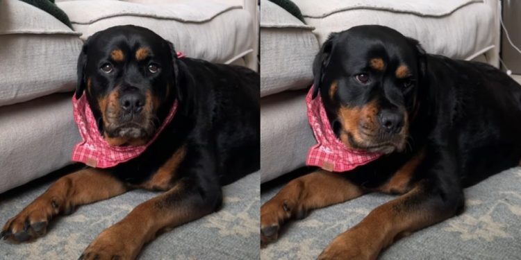 Dog Has the Most Unexpected Reaction to Billie Eilish Liking Her Video
