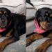 Dog Has the Most Unexpected Reaction to Billie Eilish Liking Her Video
