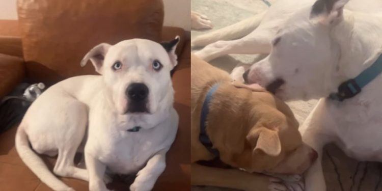 Rescue Dog Has No Family To Kiss Him Back, but Still Has So Much Love To Give