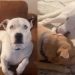 Rescue Dog Has No Family To Kiss Him Back, but Still Has So Much Love To Give