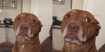 Rescue Dog Pulls the Same Move Every Time Mom Makes the Wrong Decision