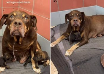 Mama Shelter Dog Found Dumped With Her Babies in a Park Looks Up, Pleading for Rescue