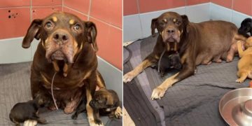 Mama Shelter Dog Found Dumped With Her Babies in a Park Looks Up, Pleading for Rescue