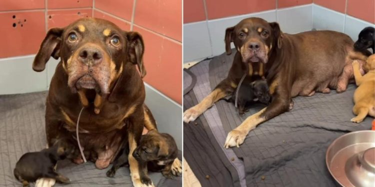 Mama Shelter Dog Found Dumped With Her Babies in a Park Looks Up, Pleading for Rescue