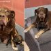 Mama Shelter Dog Found Dumped With Her Babies in a Park Looks Up, Pleading for Rescue