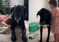 Dog Cannot Catch a Break Since His Baby Sibling Became a Toddler