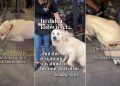 Foster Dog’s Healing Journey Becomes a Reality, All Thanks to a Restaurant