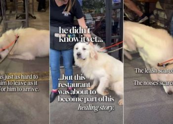 Foster Dog’s Healing Journey Becomes a Reality, All Thanks to a Restaurant