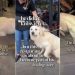 Foster Dog’s Healing Journey Becomes a Reality, All Thanks to a Restaurant