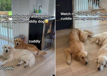 Golden Retriever Love for ‘Non-Cuddly’ Sibling Comes With a Catch